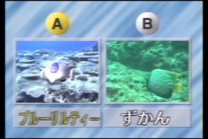 Aqua Adventure - Blue Lilty 6