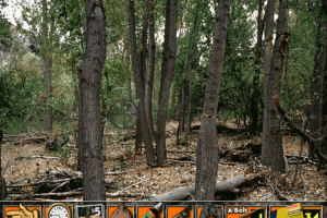 Browning Elk Hunter abandonware