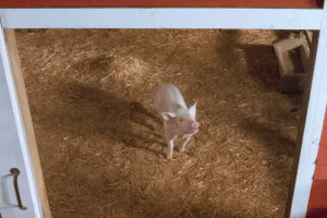 Charlotte's Web: Wilbur and Friends 2