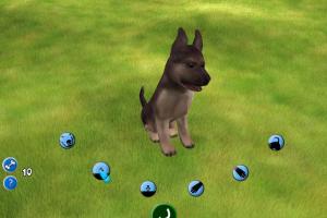 Doggies 8
