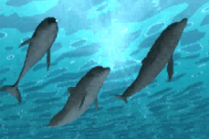 Ecco the Dolphin 12