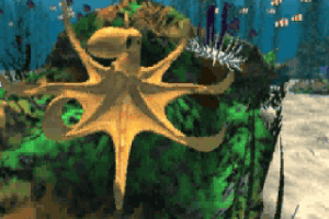 Ecco the Dolphin 13