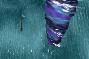 Ecco the Dolphin 14