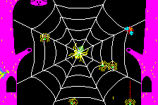 Frog & Spiders 3