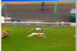 Gone to the Dogs 9
