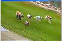 Gone to the Dogs 8