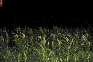 Harvest 3