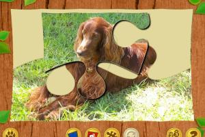 Lassie 8
