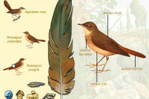 Les Oiseaux des Parcs et des Jardins 3