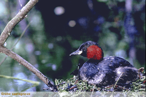 Les Oiseaux des Parcs et des Jardins 5