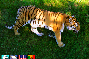 Multi-Lingual Talking Picture Dictionary 9