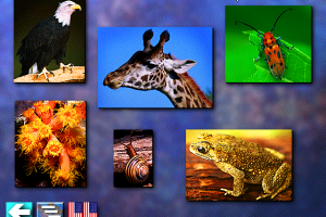 Multi-Lingual Talking Picture Dictionary 2