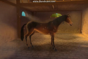 Petz: Horsez 2 3