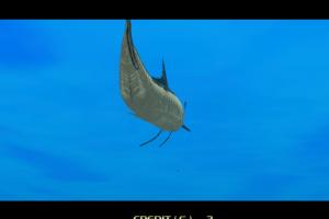 SEGA Marine Fishing 4