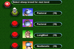Sheep 4