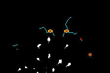 Spiders 5