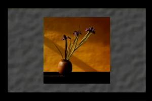 The Flowers of Robert Mapplethorpe 0