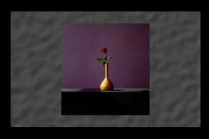 The Flowers of Robert Mapplethorpe 2