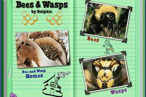 Scholastic's The Magic School Bus Explores Bugs 1