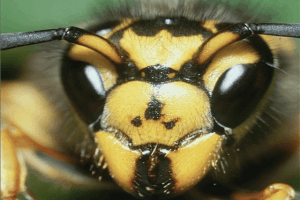 Scholastic's The Magic School Bus Explores Bugs 2
