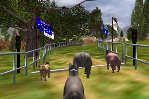 The Zoo Race 5