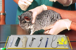 Vet Emergency 2 abandonware