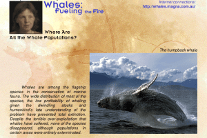 Wildlife in Danger 1