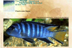 Wildlife in Danger 3