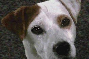 Wishbone and the Amazing Odyssey 3